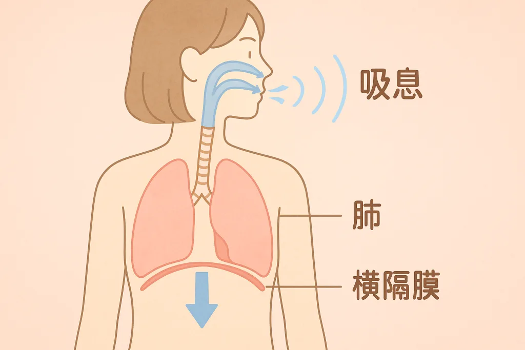 美しい歌声をつくる ボイトレ 横隔膜 腹式 呼吸