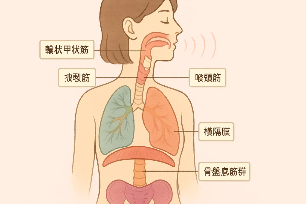 美しい歌声をつくる ボイトレ 輪状甲状筋 披裂筋 喉頭筋