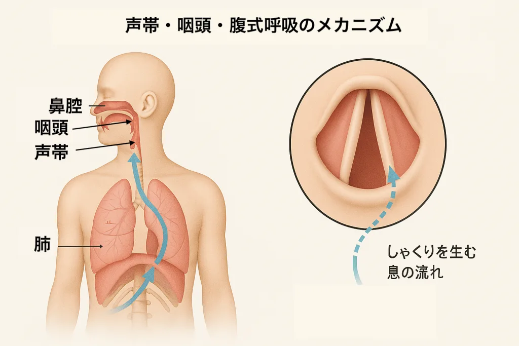 しゃくり カラオケ 精密採点 発声